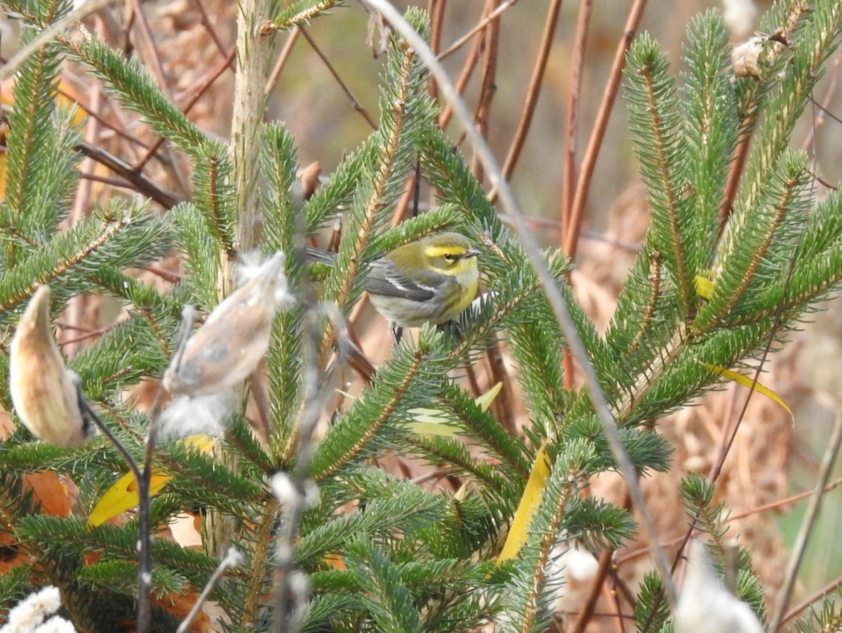 Townsend's Warbler - ML646202691
