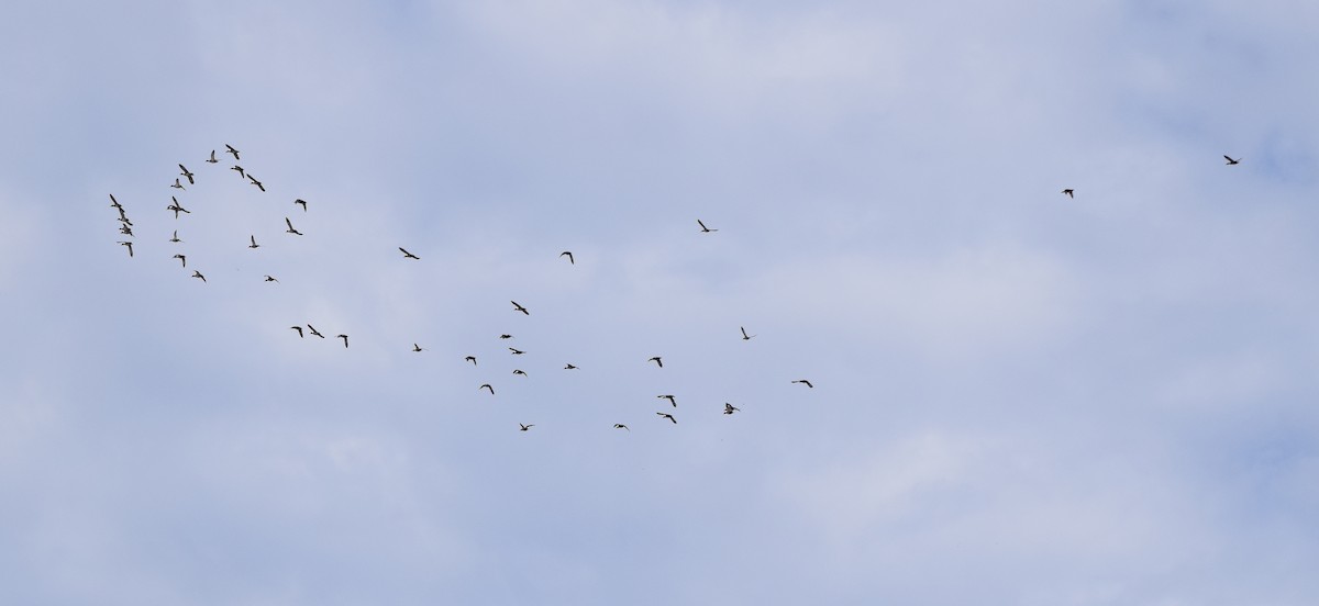 Gadwall - ML646202693