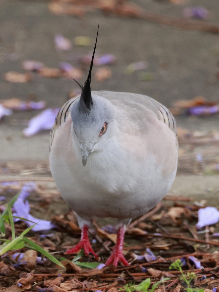 Crested Pigeon - ML646202694