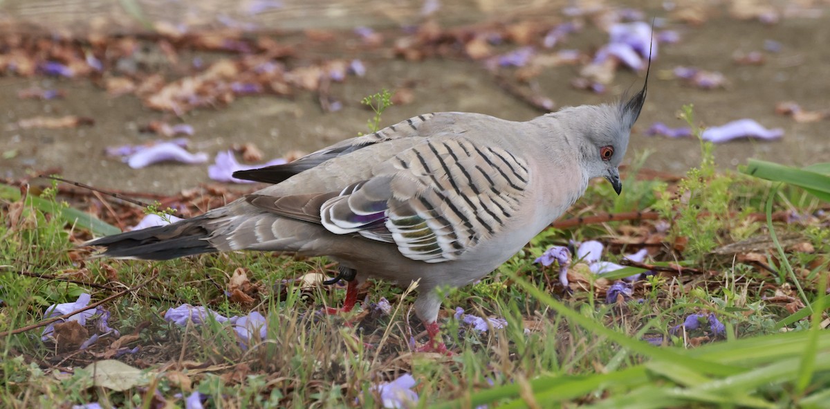 Crested Pigeon - ML646202695