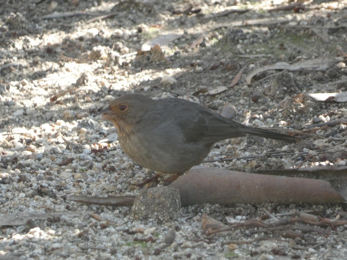 California Towhee - ML646202696