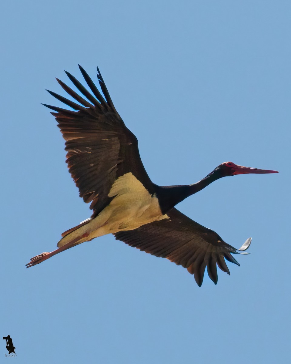 Black Stork - ML646202697