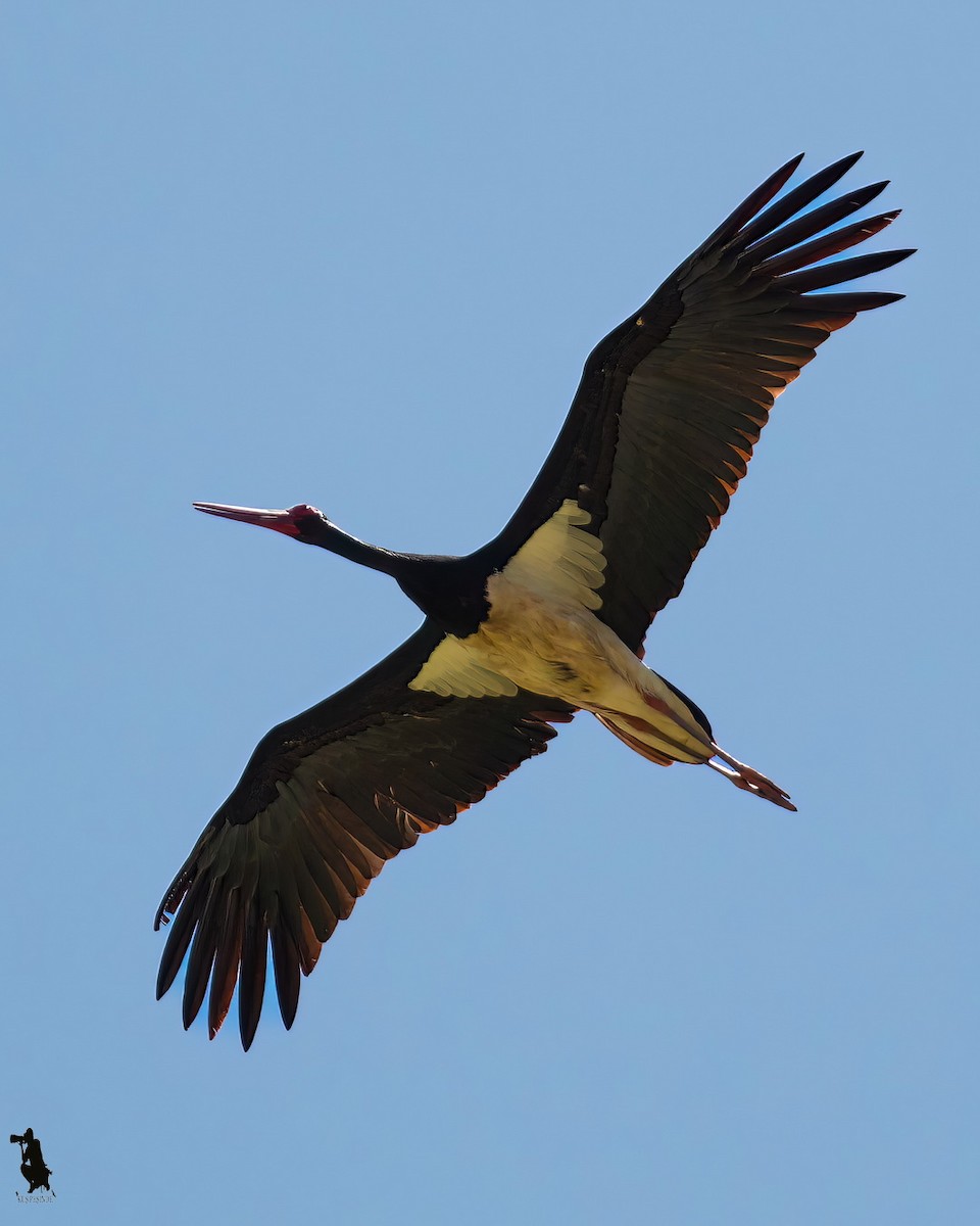 Black Stork - ML646202698