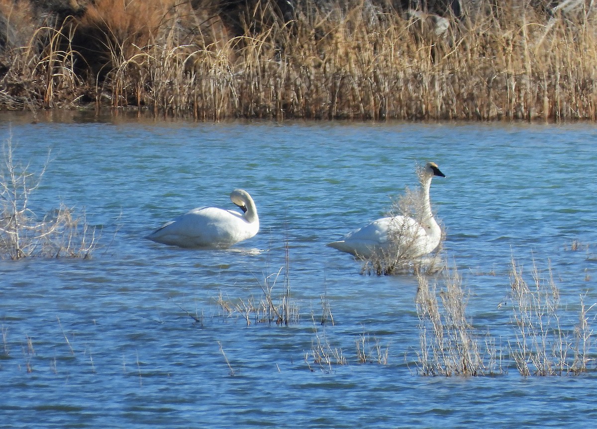 Trumpeter Swan - ML646202699