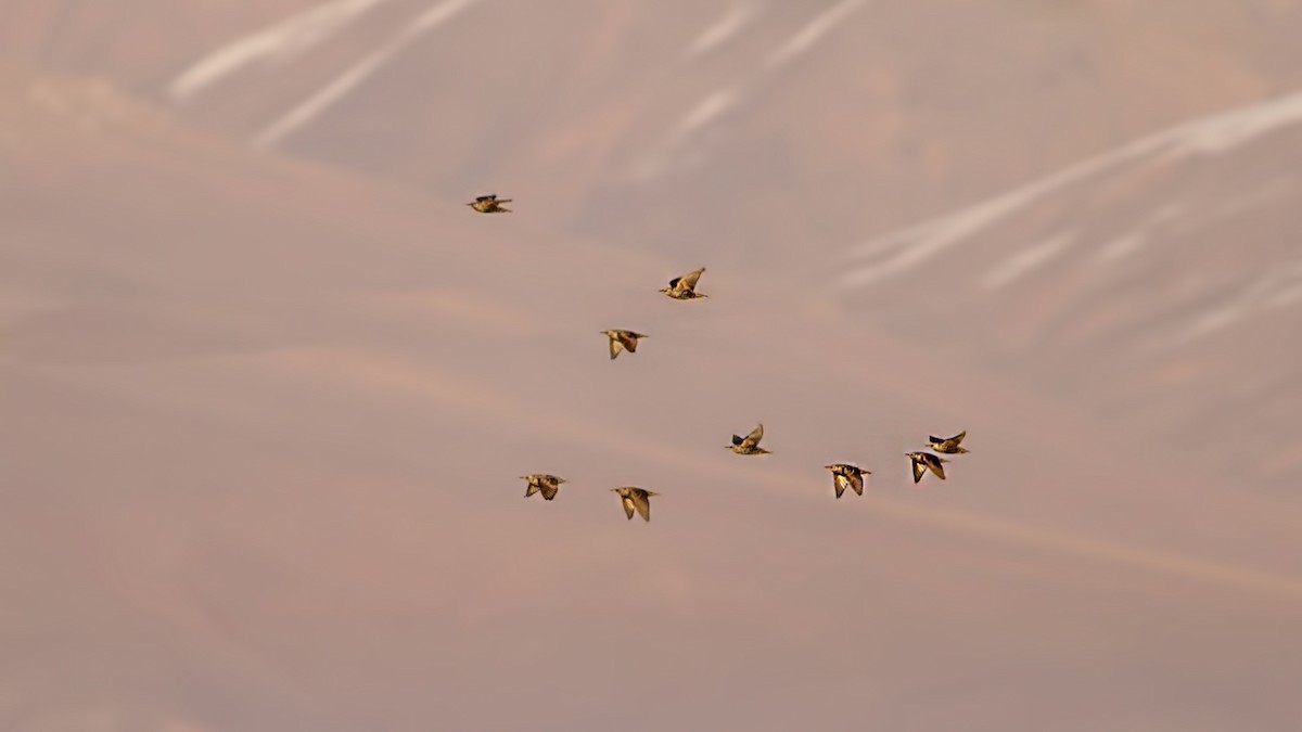 European Starling - ML646202700