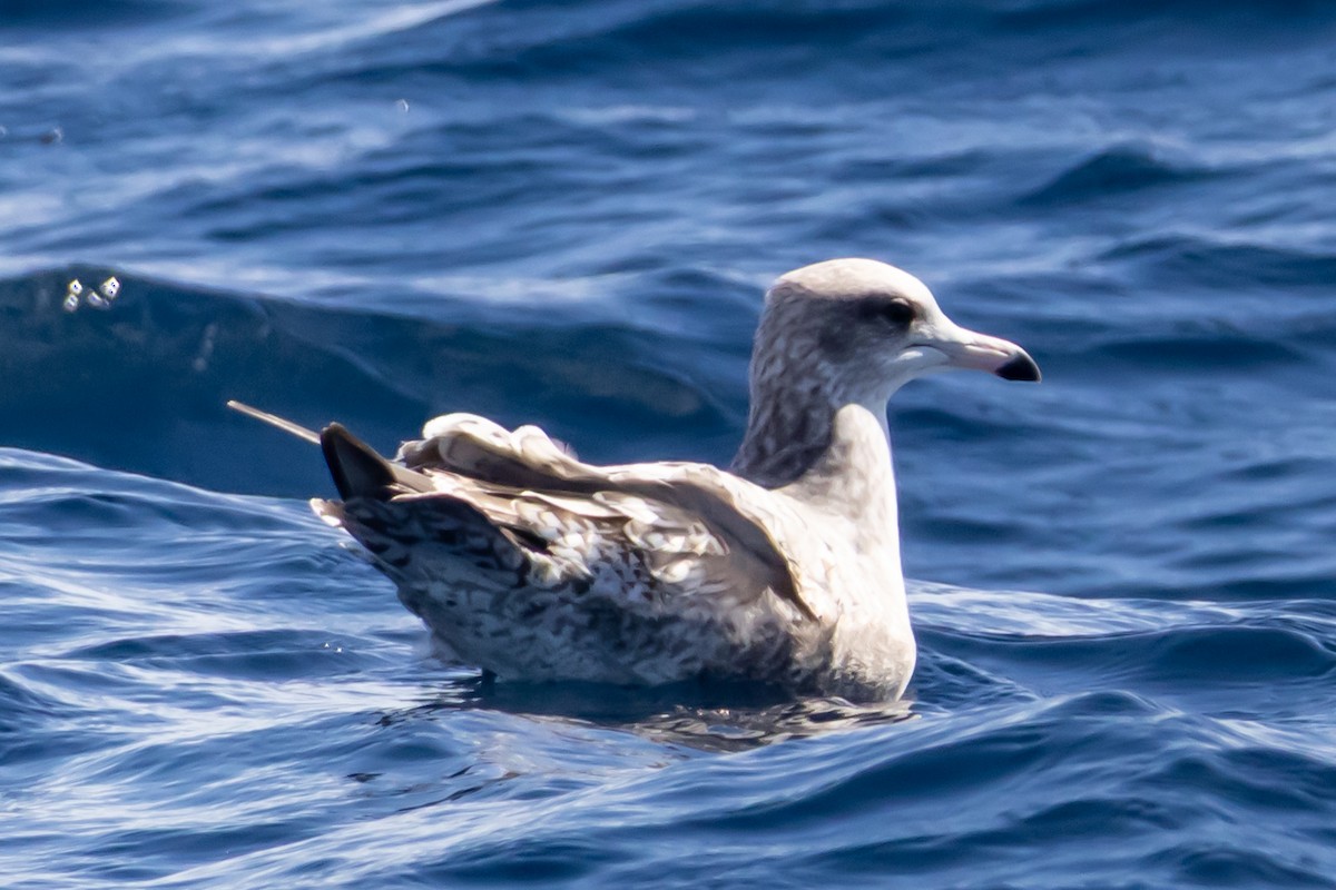California Gull - ML646202701