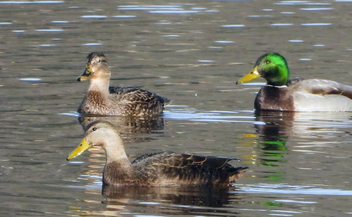 American Black Duck - ML646202702