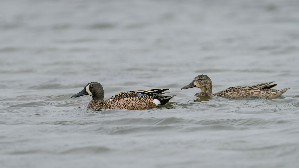 Blue-winged Teal - ML646202703