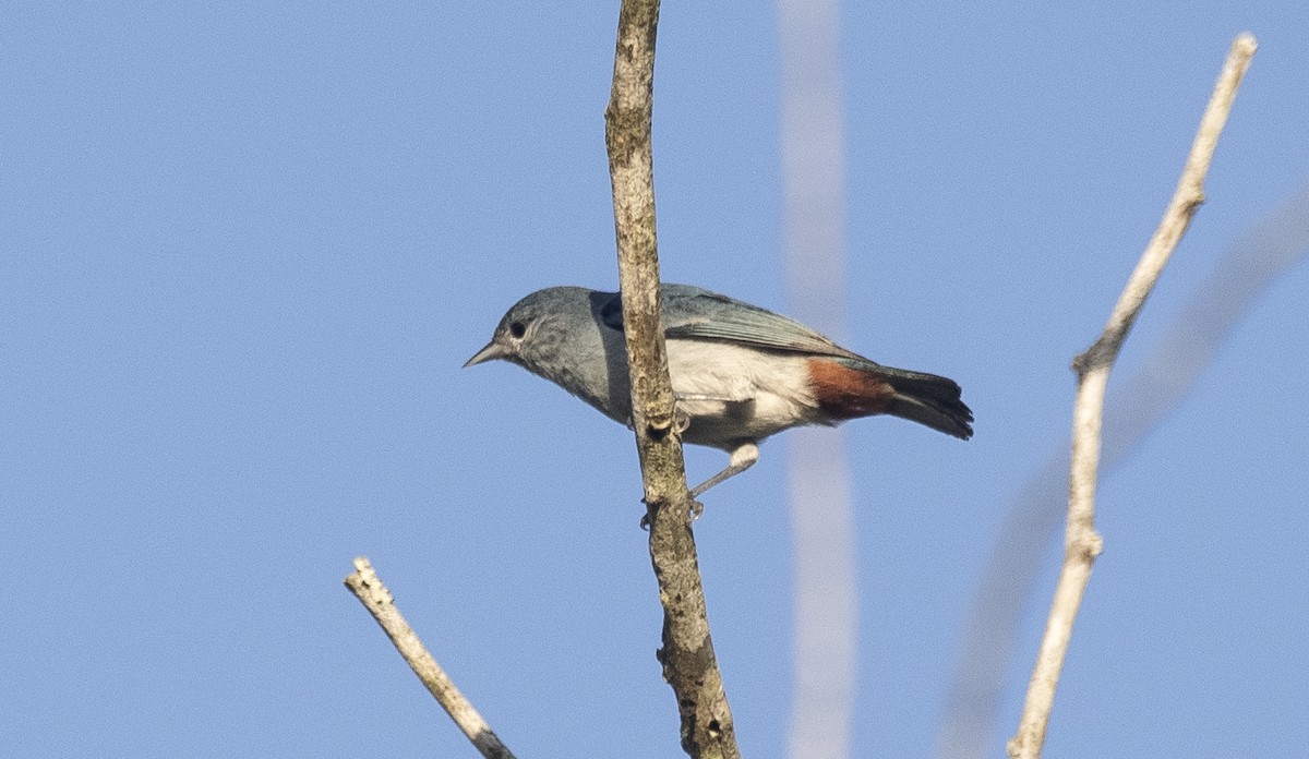 Chestnut-vented Conebill - ML646202704