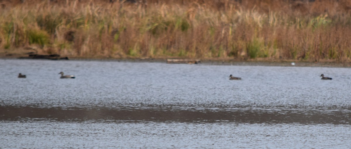 Gadwall - ML646202705