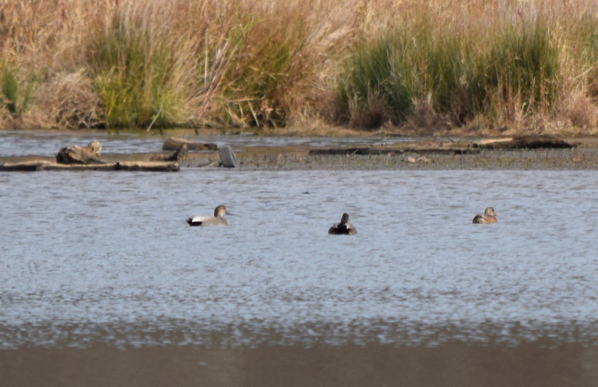 Gadwall - ML646202706