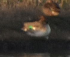 Green-winged Teal - ML646202707
