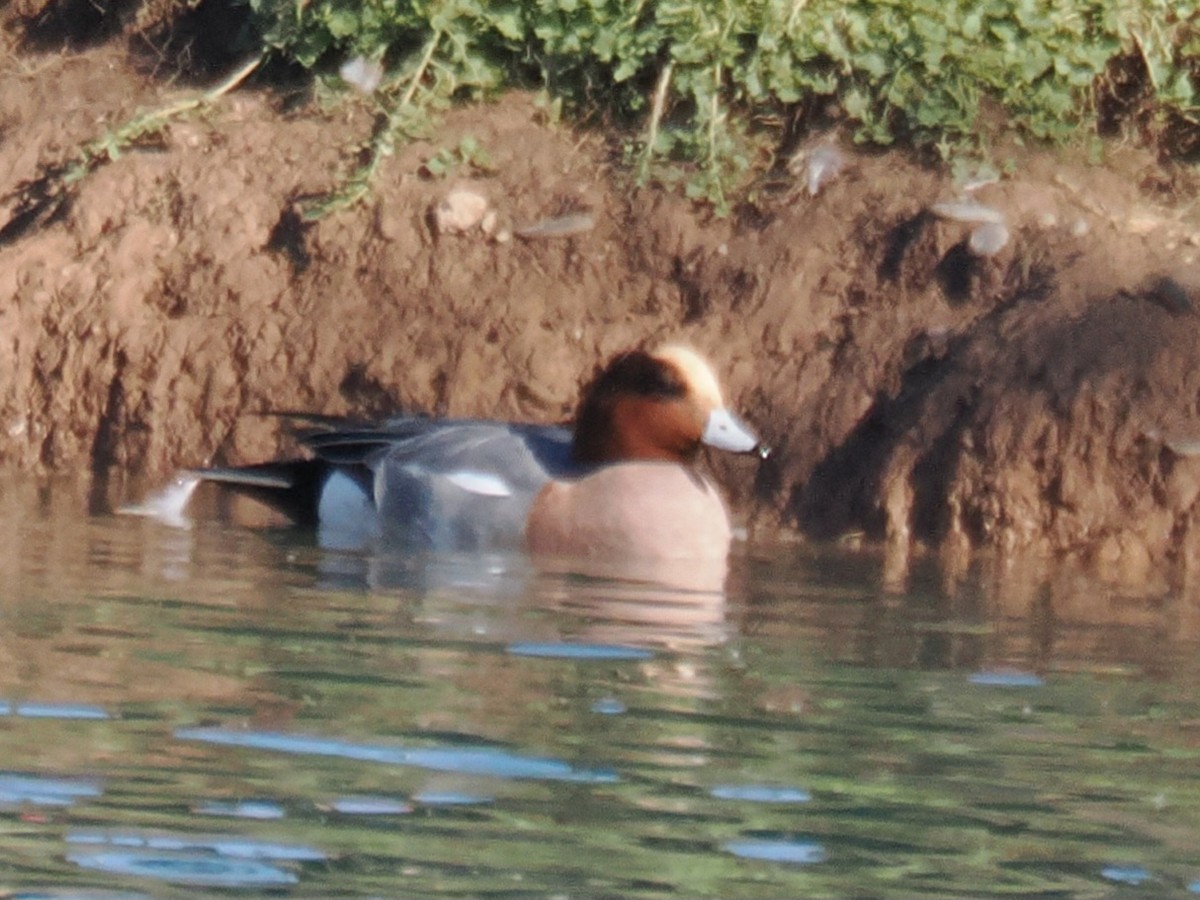 Зээрд нугас - ML646202708