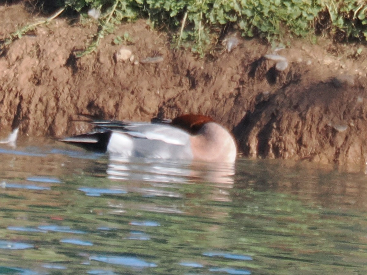 Зээрд нугас - ML646202709