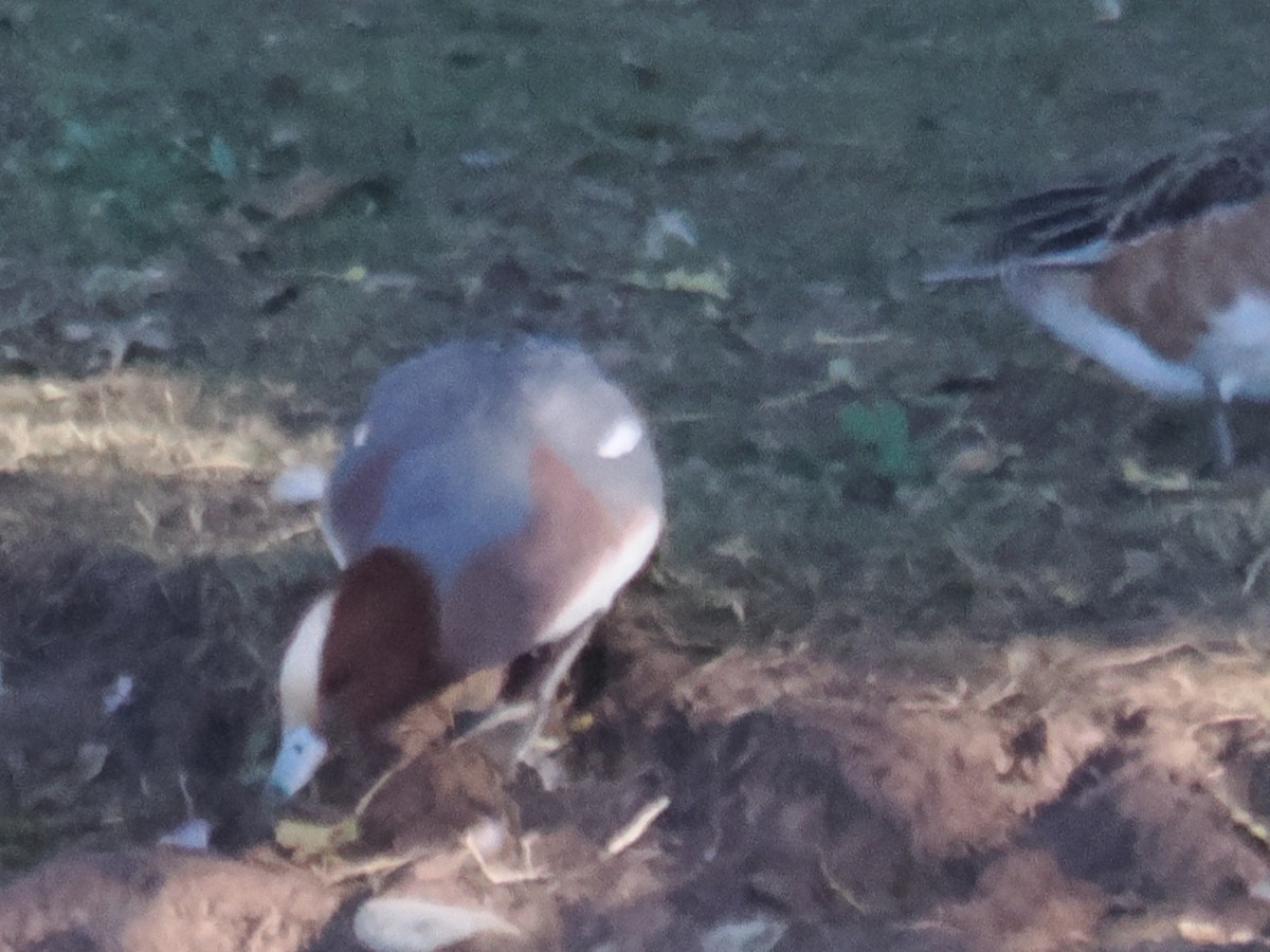 Зээрд нугас - ML646202710