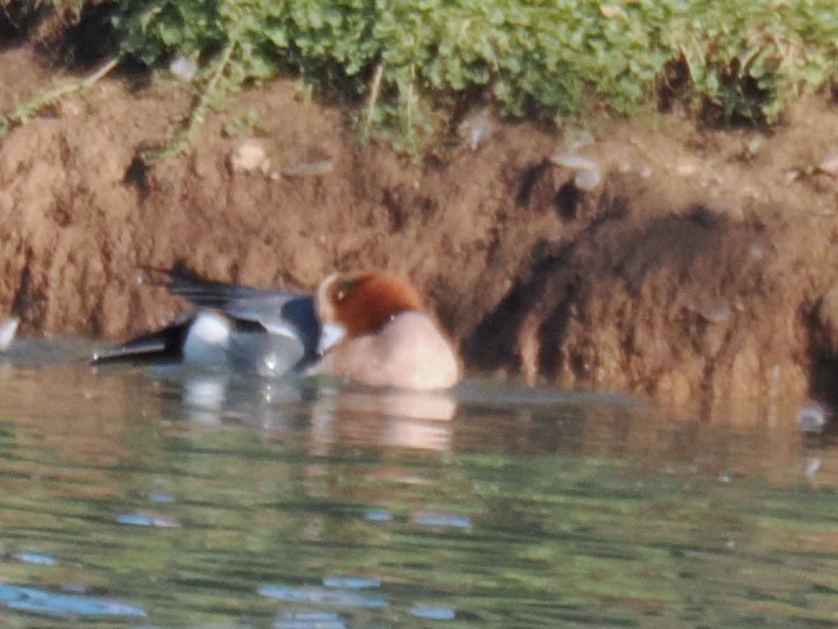 Зээрд нугас - ML646202711