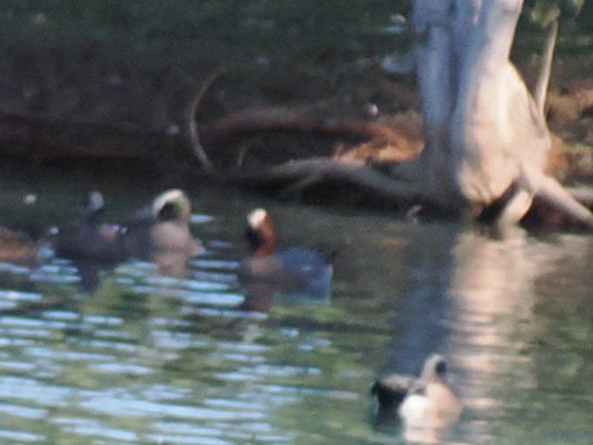 Зээрд нугас - ML646202712