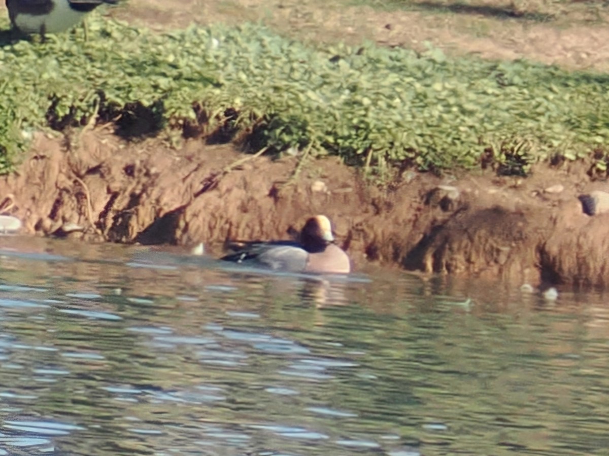 Зээрд нугас - ML646202713