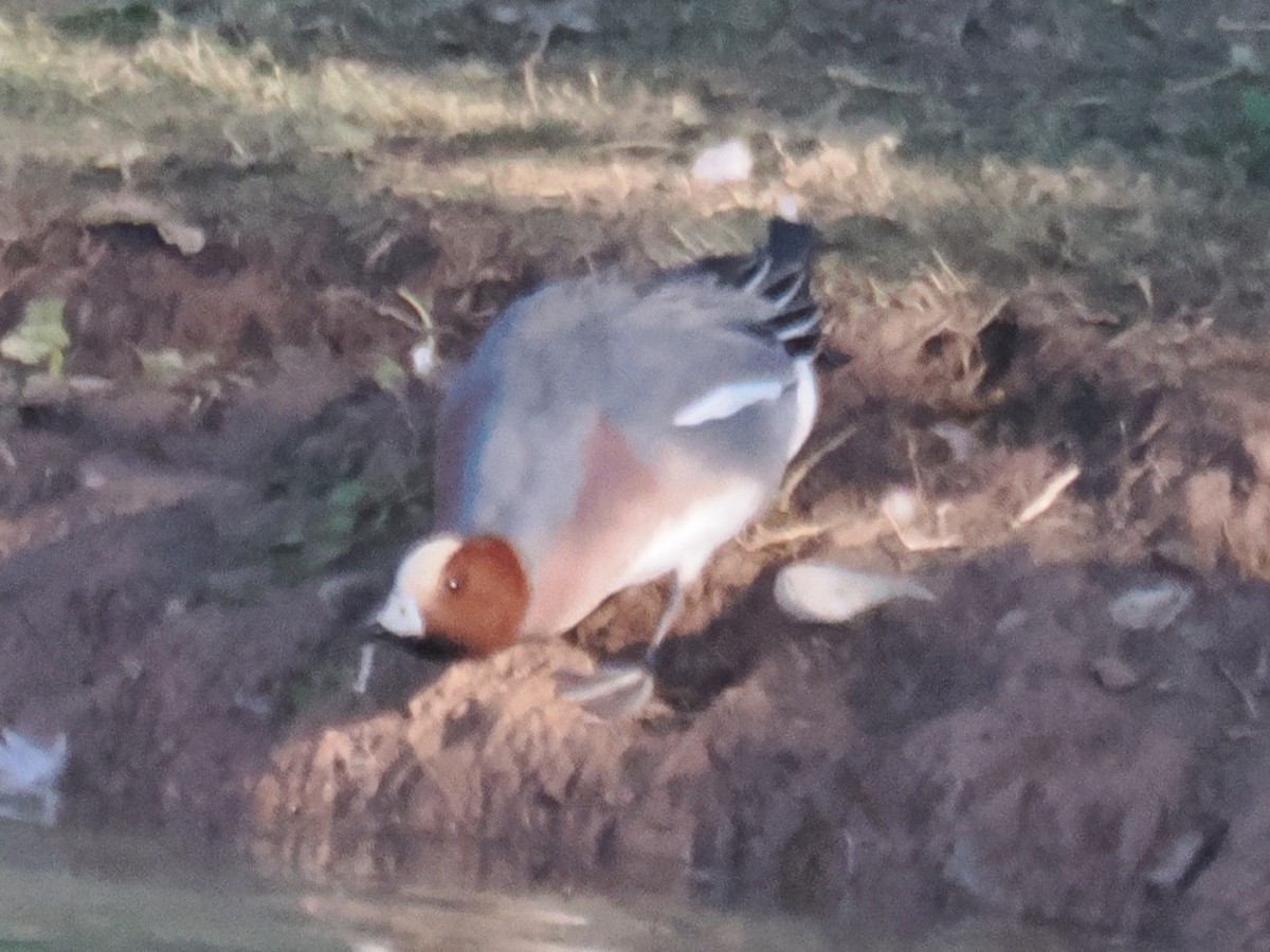 Зээрд нугас - ML646202714