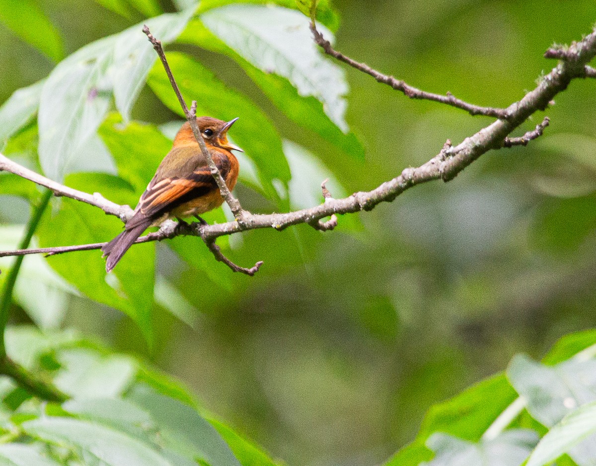 Cinnamon Flycatcher - ML646202716