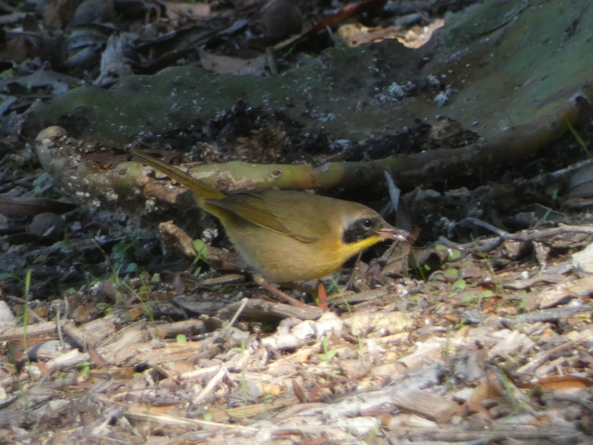 Common Yellowthroat - ML646202717