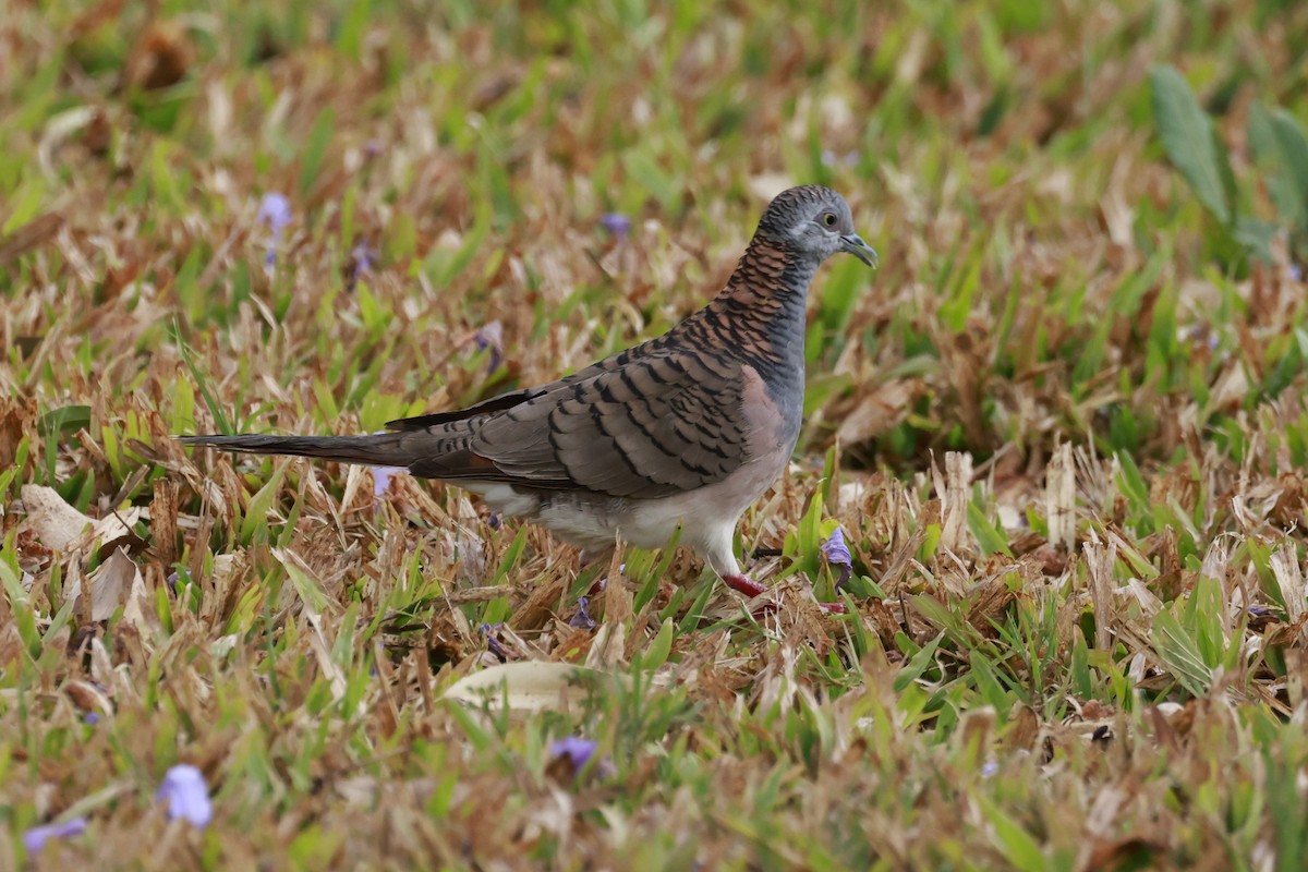 Bar-shouldered Dove - ML646202718