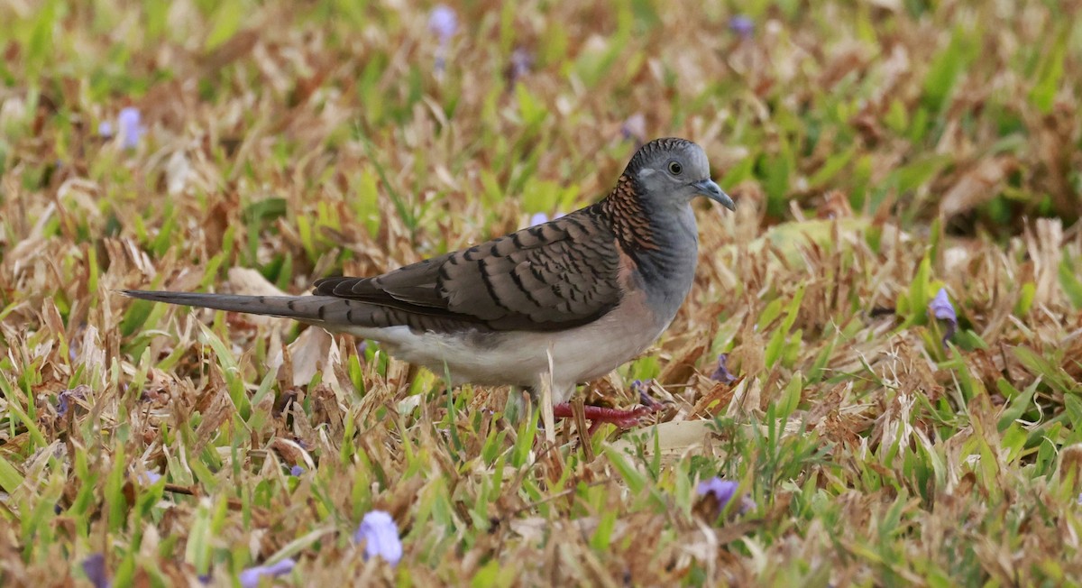 Bar-shouldered Dove - ML646202719