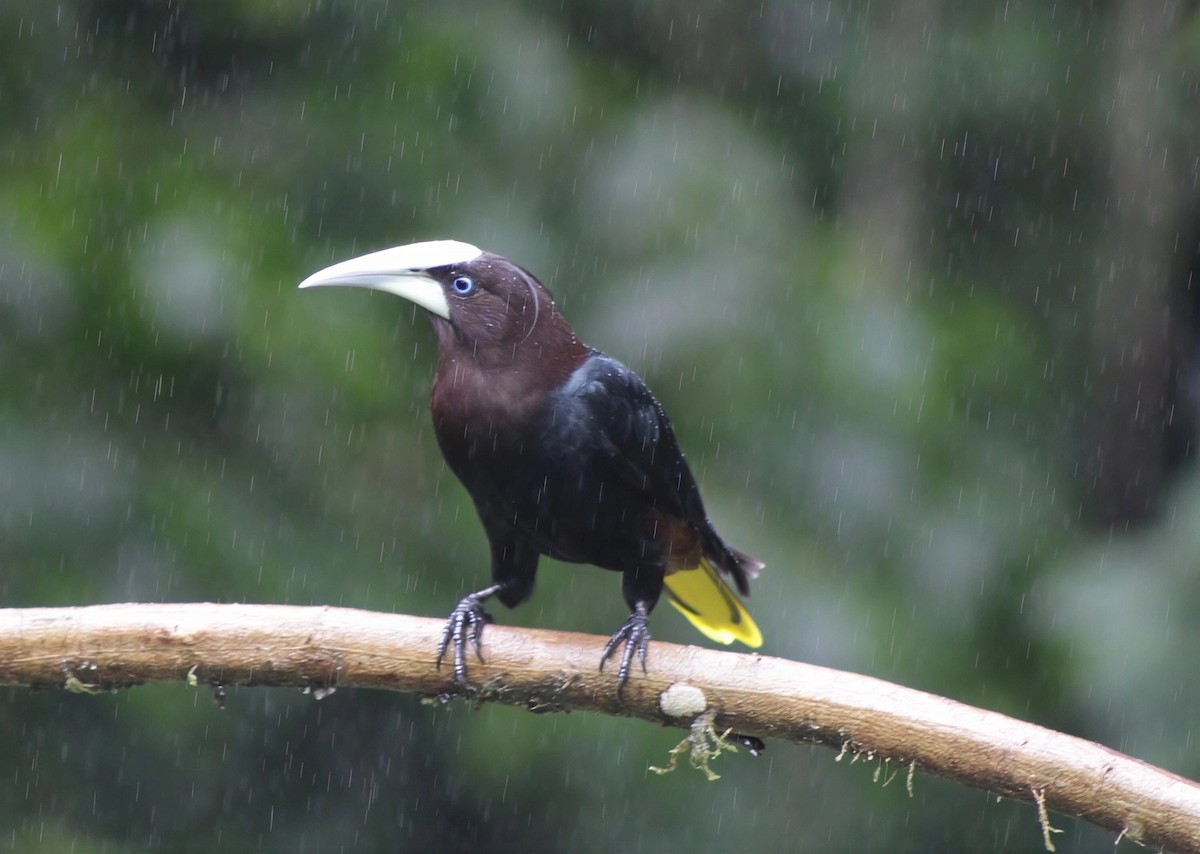 Chestnut-headed Oropendola - ML646202721