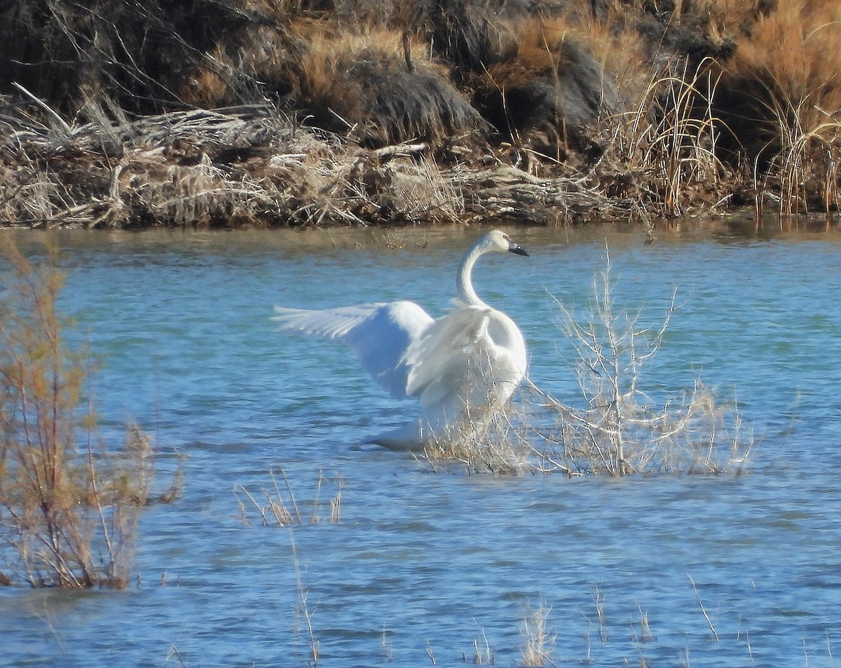Trumpeter Swan - ML646202722