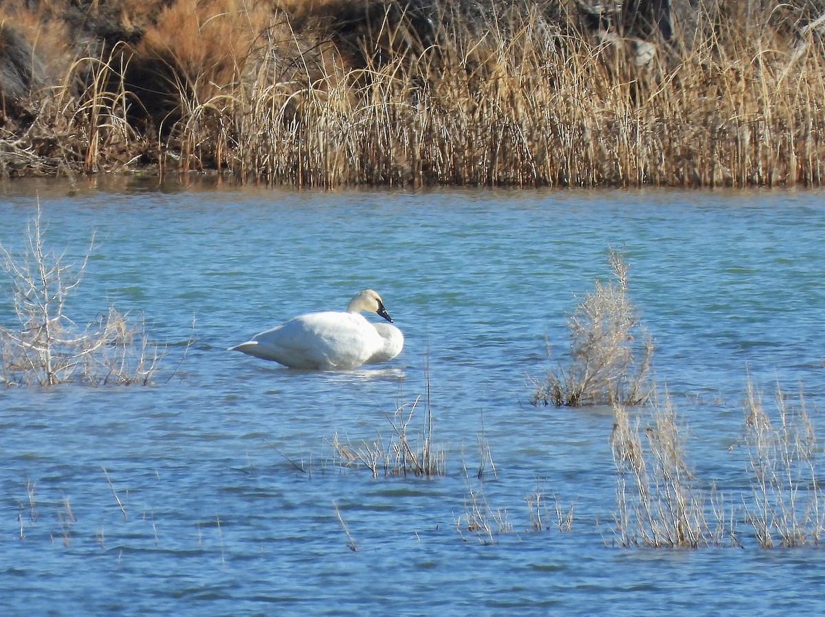Trumpeter Swan - ML646202723
