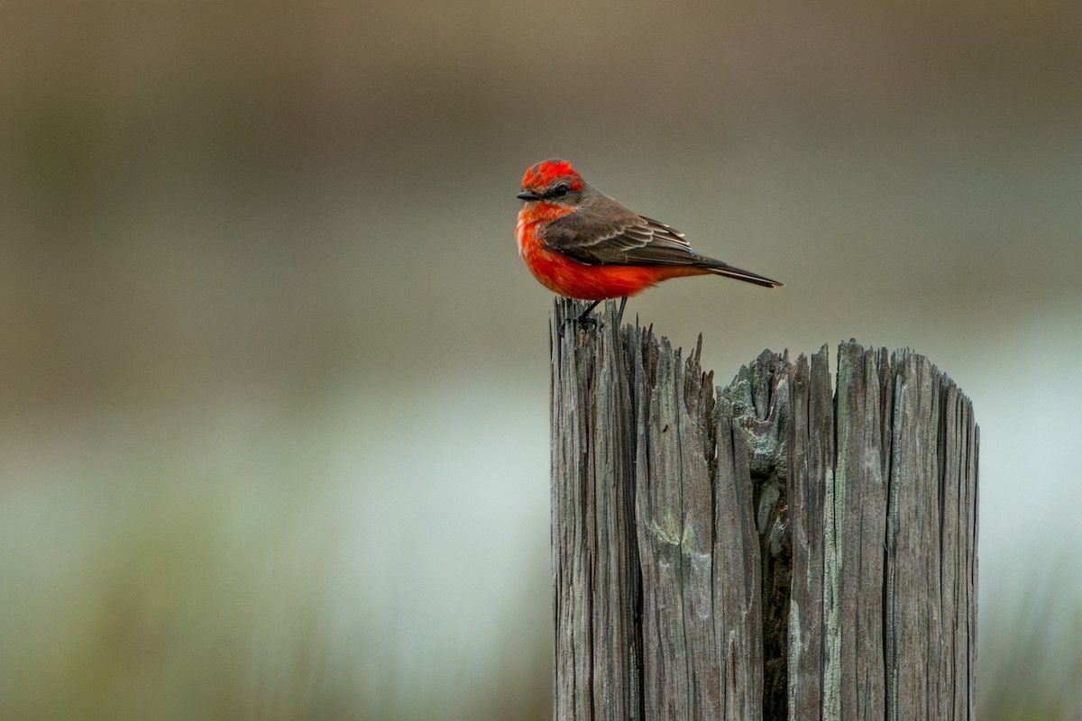 Vermilion Flycatcher - ML646202725