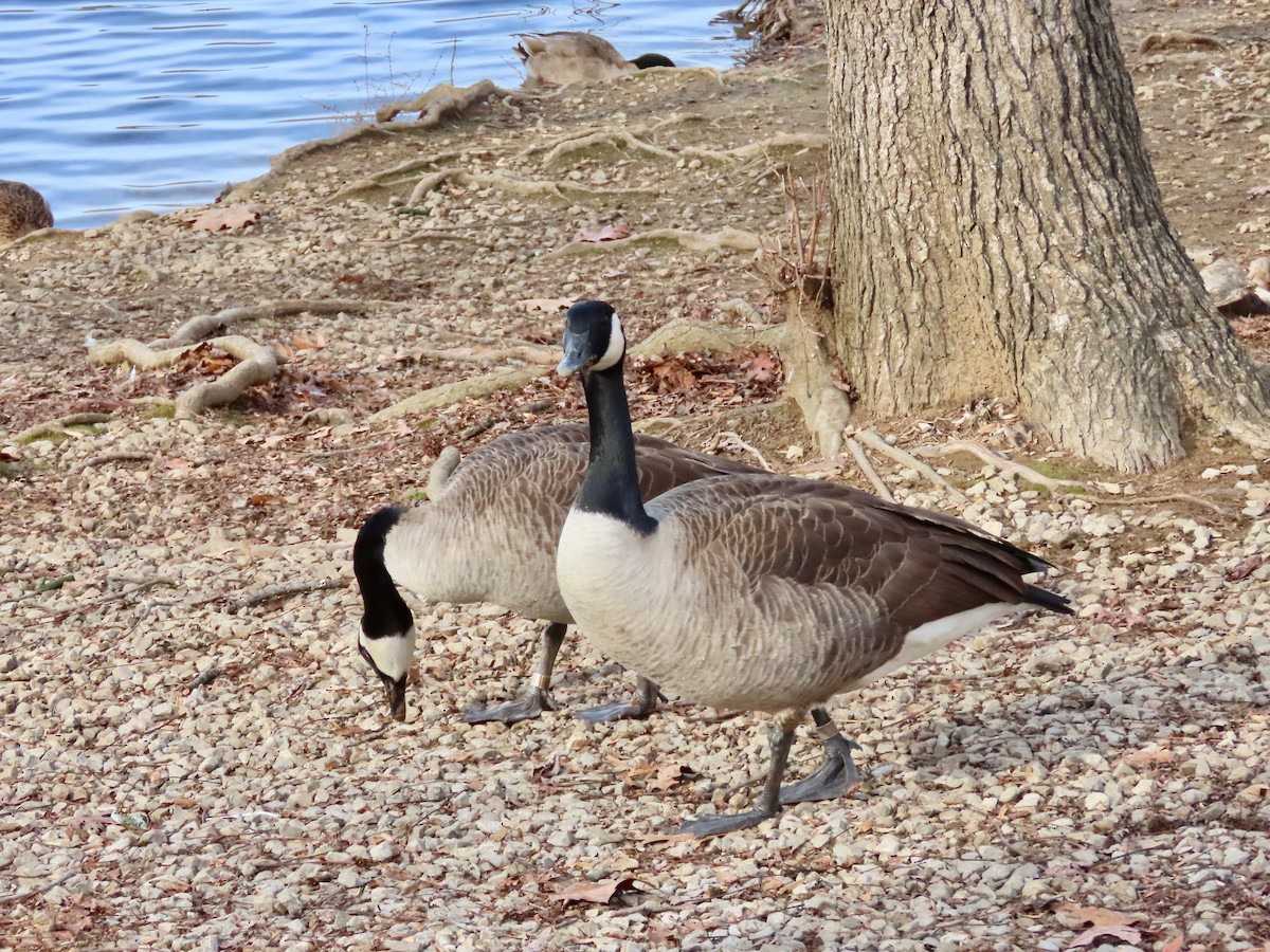 Canada Goose - ML646202735