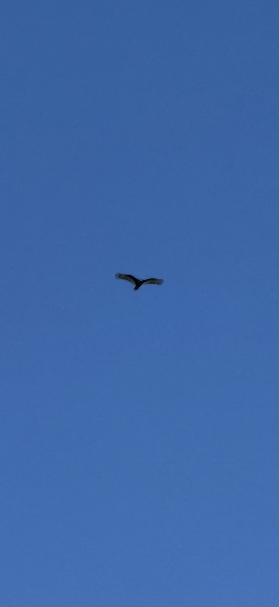 Turkey Vulture (Northern) - ML646202739