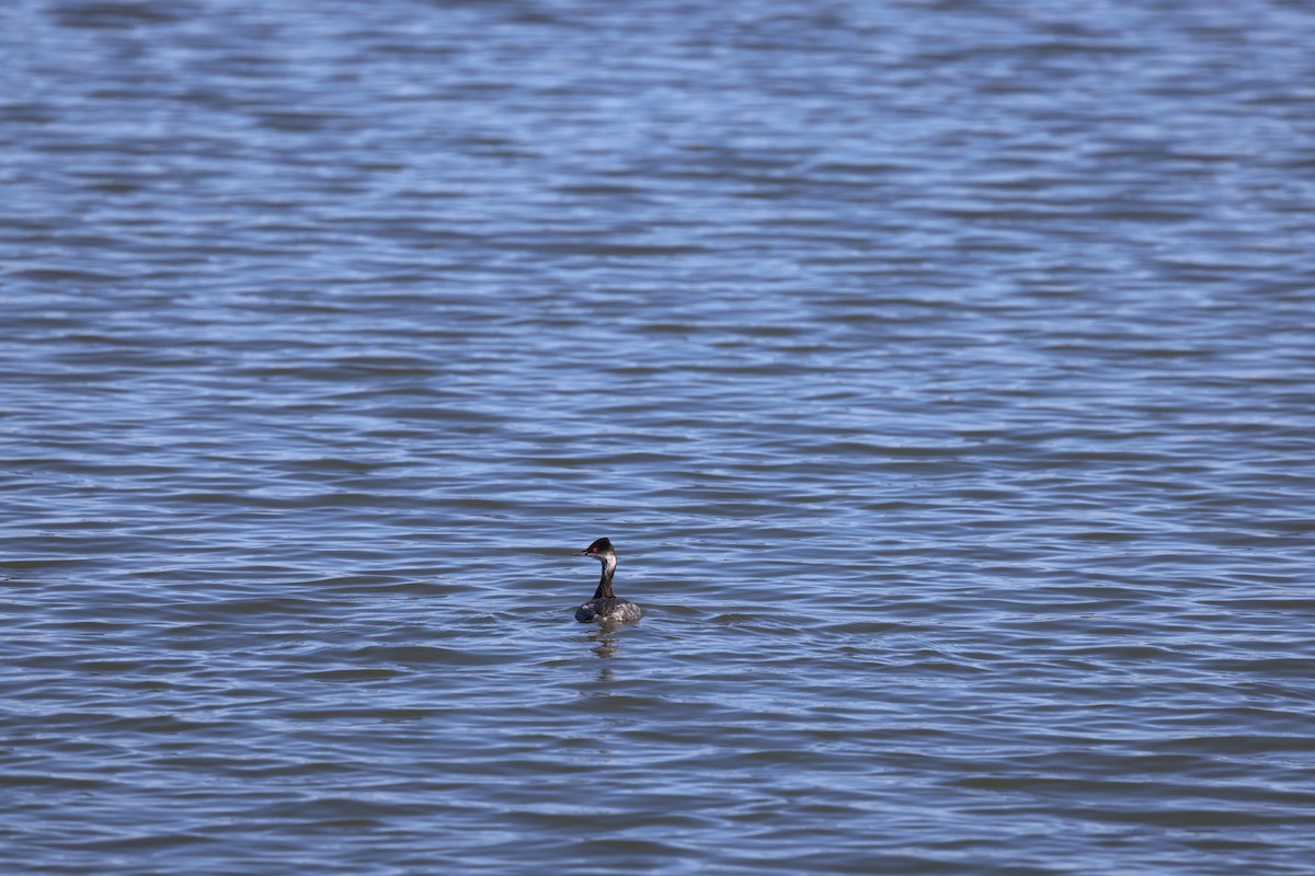 potápka černokrká - ML646202751