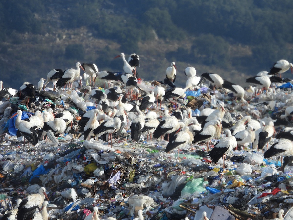 White Stork - ML646202753