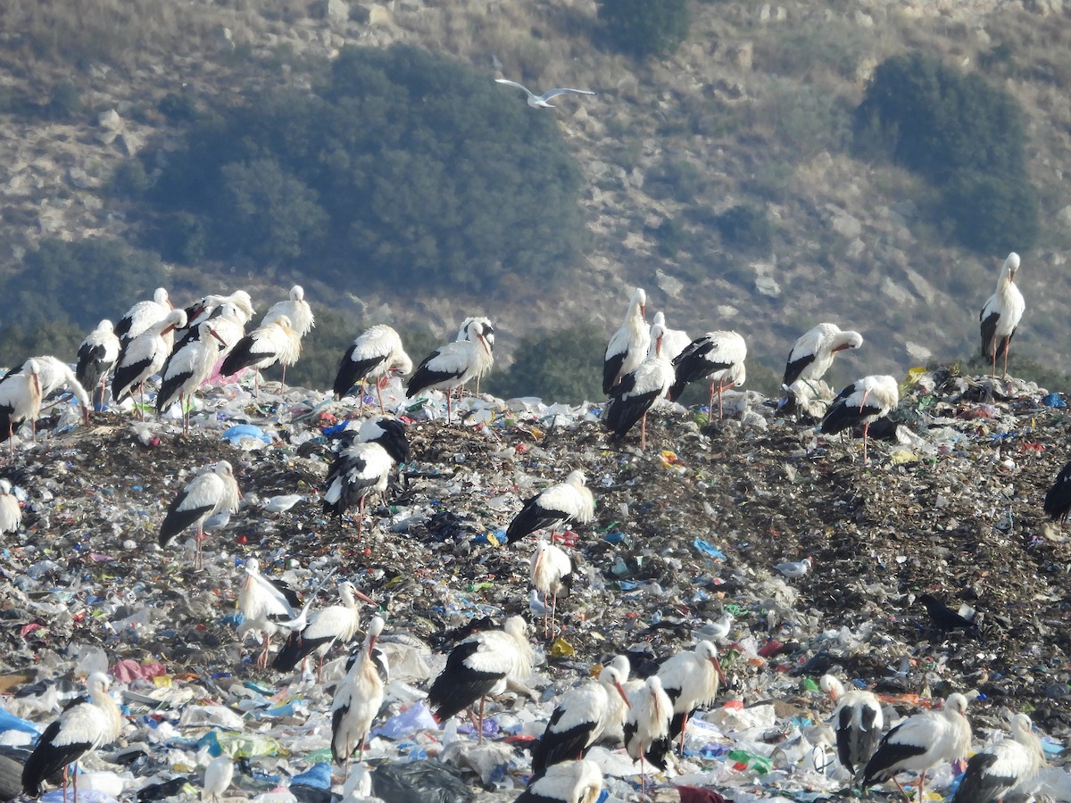 White Stork - ML646202754