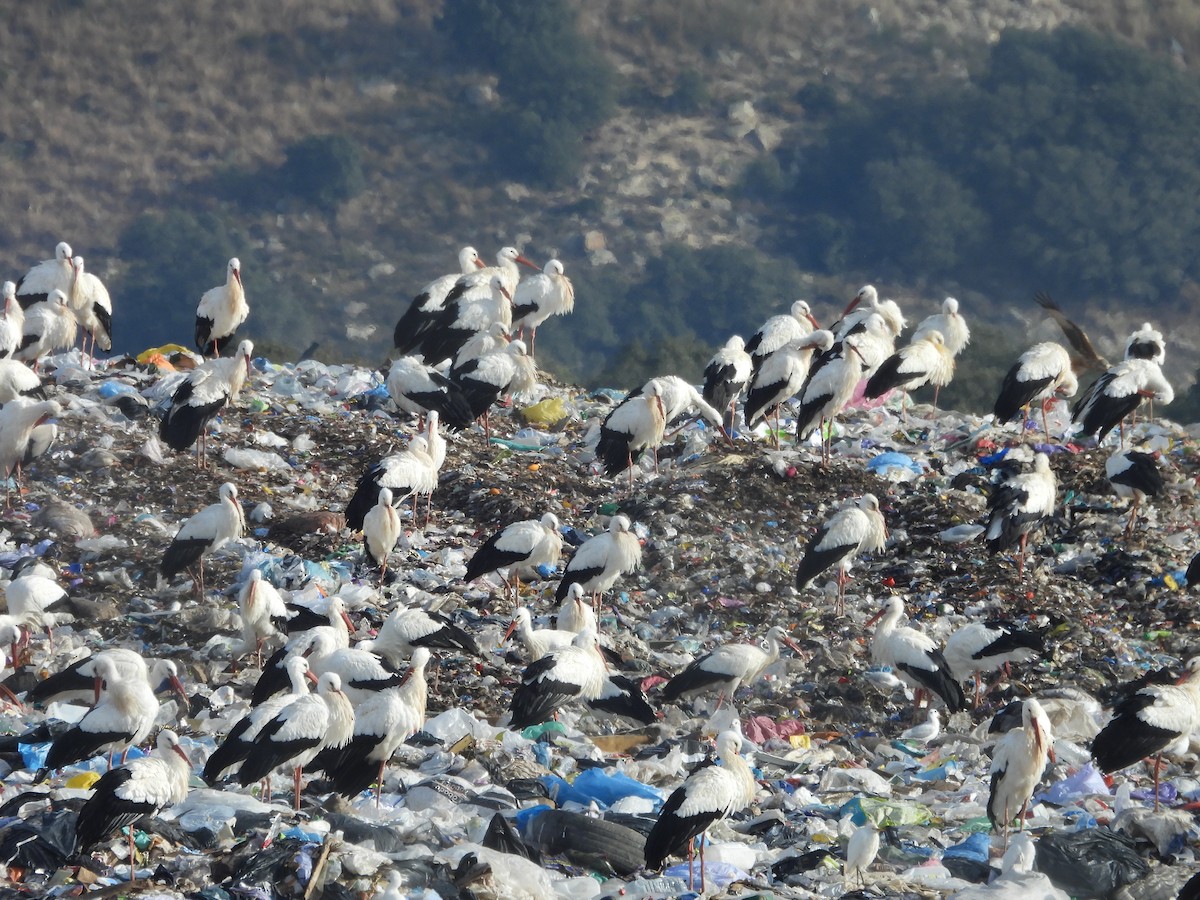 White Stork - ML646202755