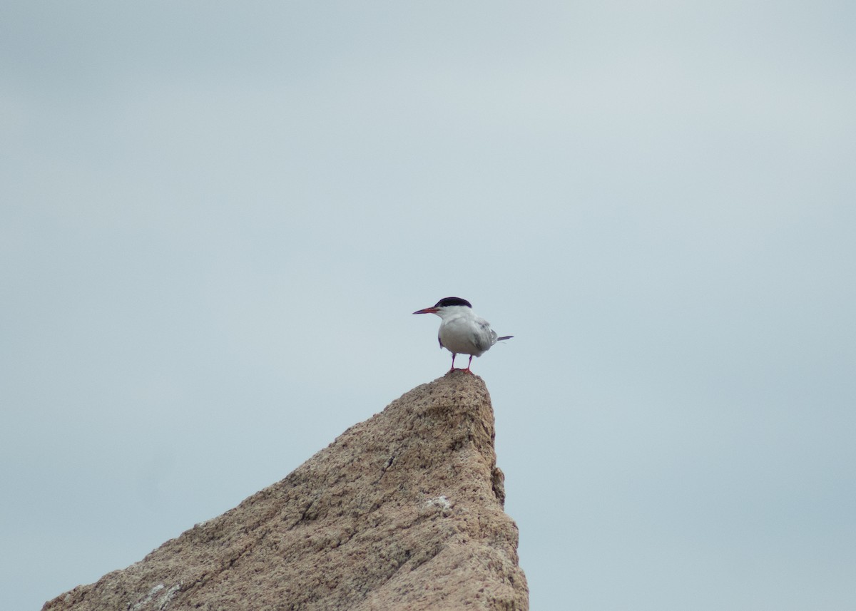 Forster's Tern - ML646202756