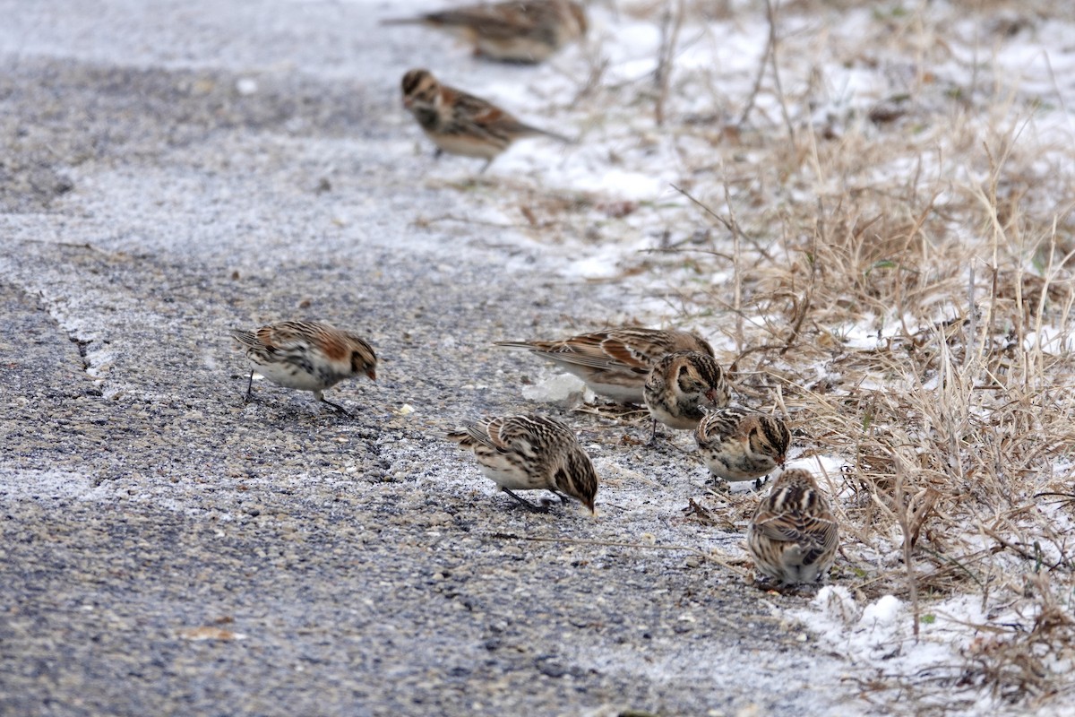 Lapland Longspur - ML646202760