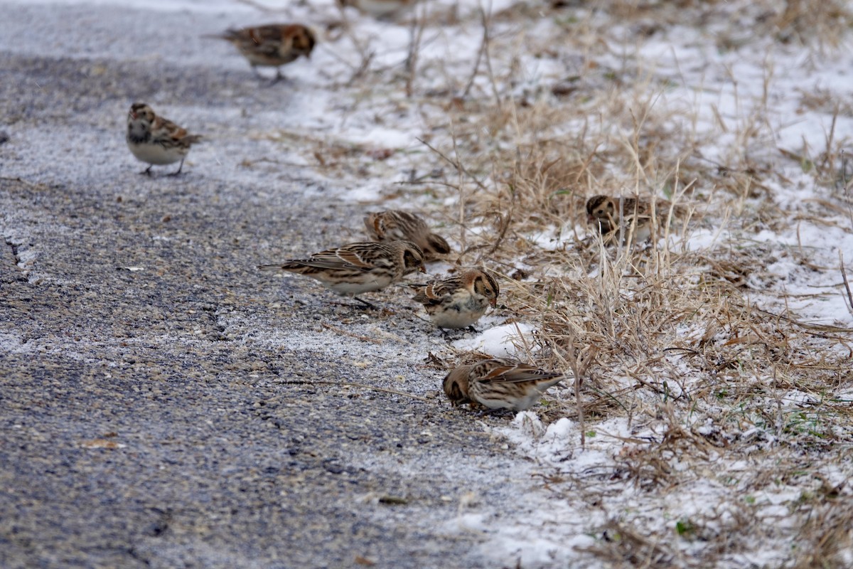 Lapland Longspur - ML646202761
