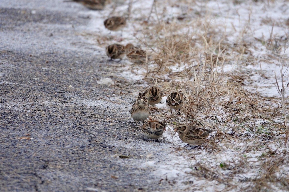 Lapland Longspur - ML646202762
