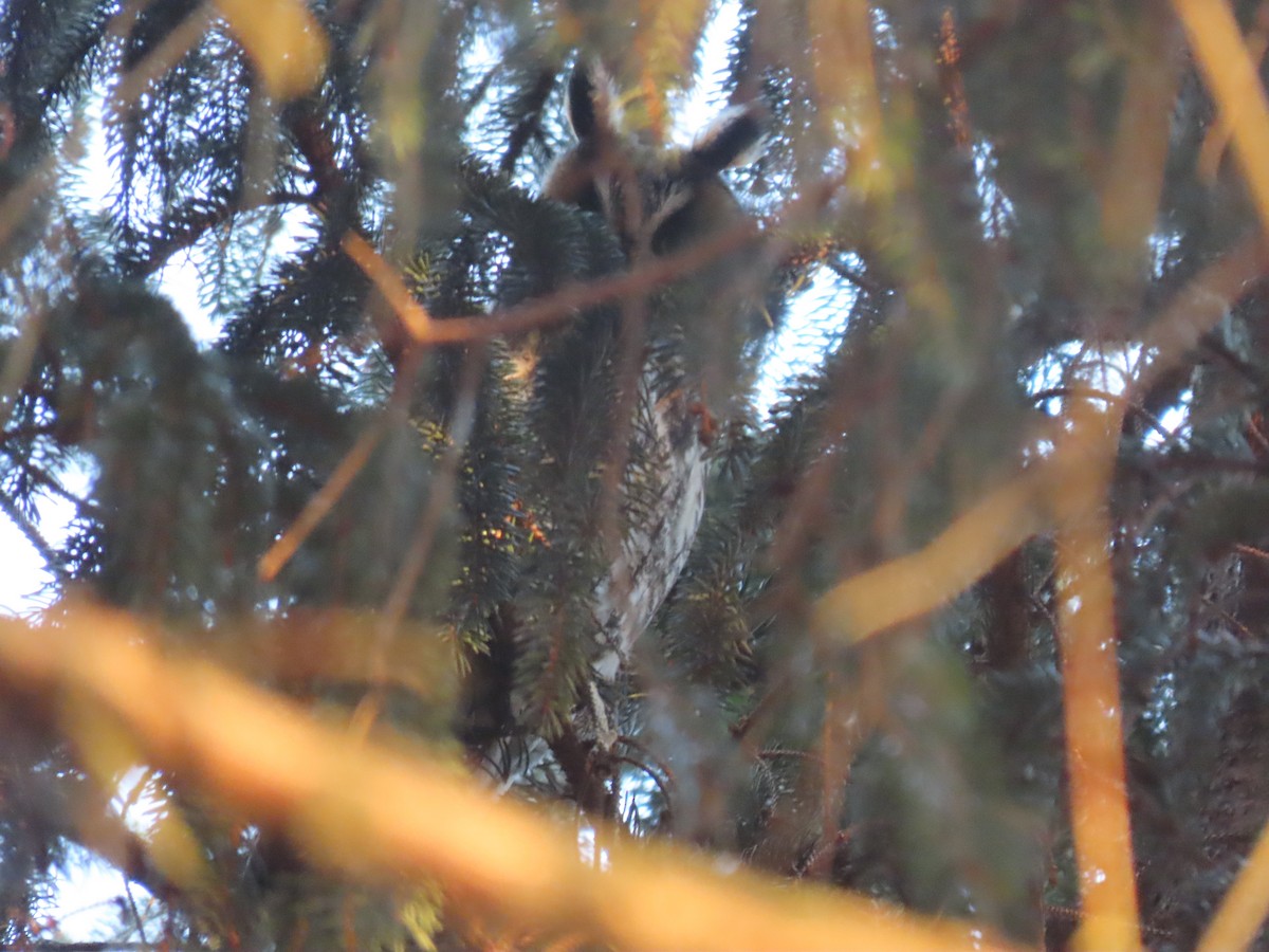 Long-eared Owl - ML646202763