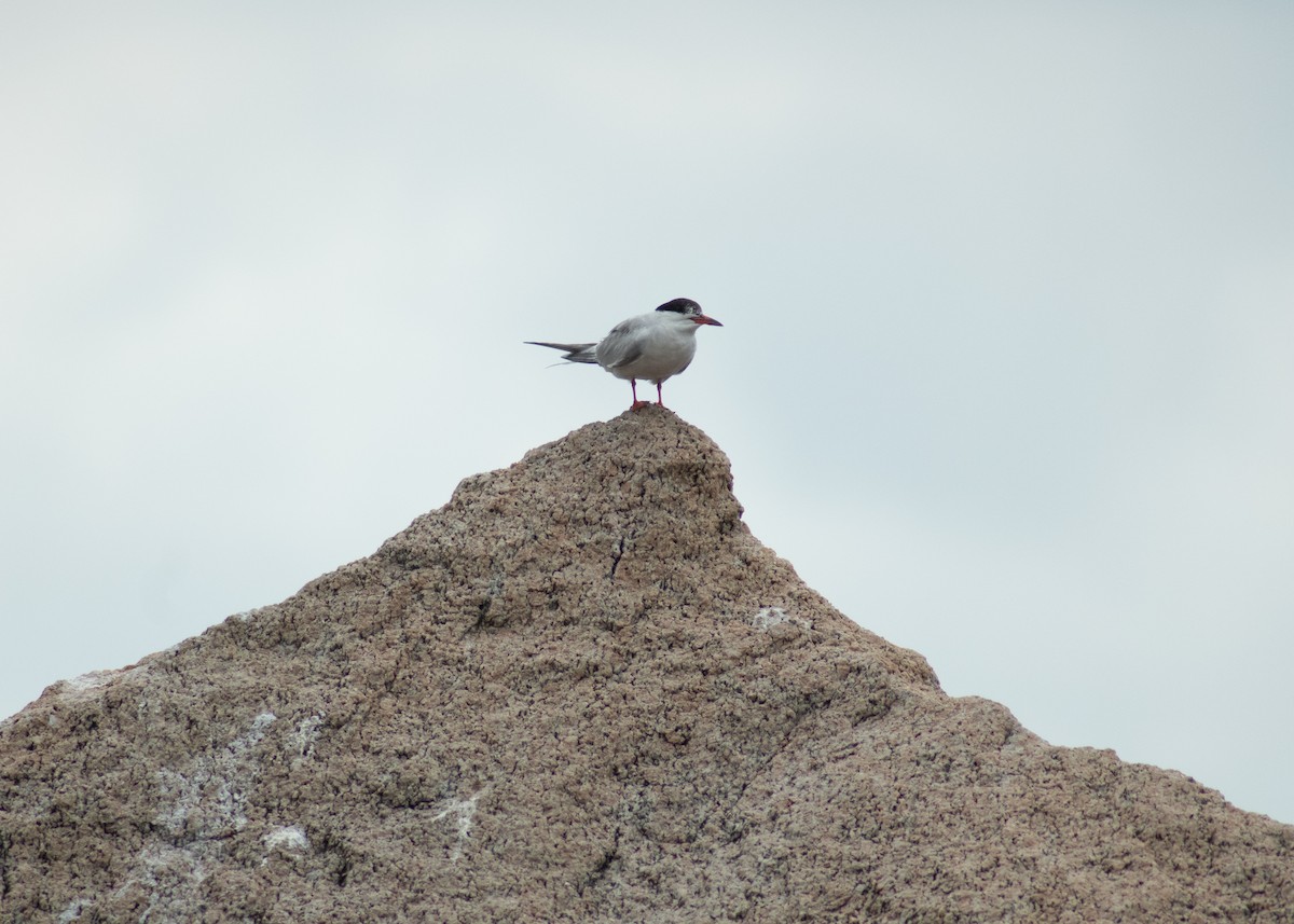 Forster's Tern - ML646202766