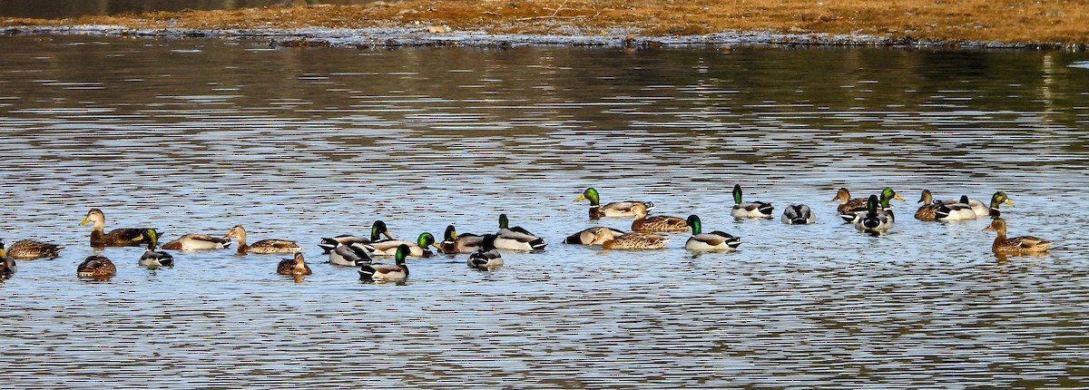 kachna divoká - ML646202775