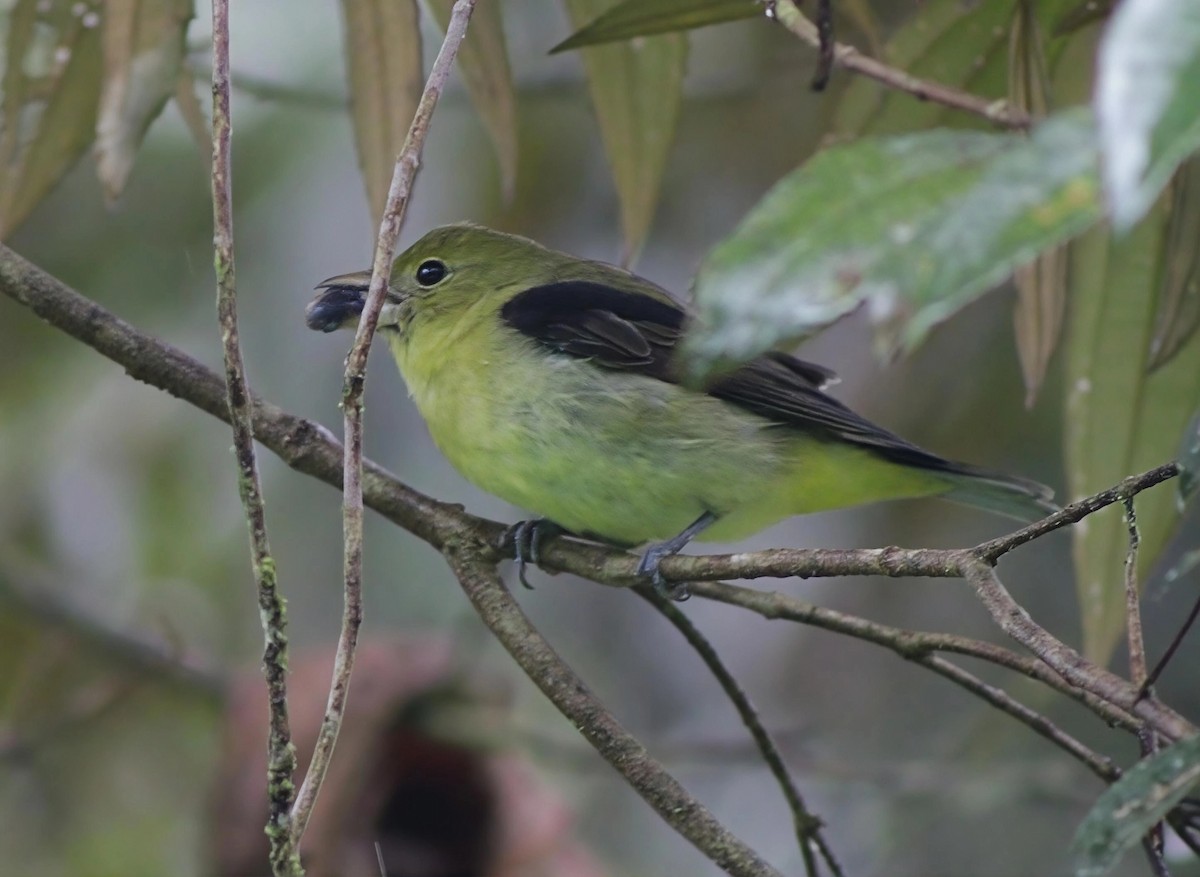 Scarlet Tanager - ML646202782