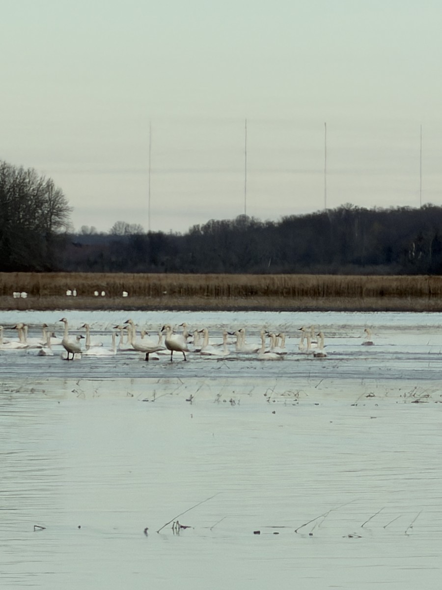 Tundra Swan - ML646202784