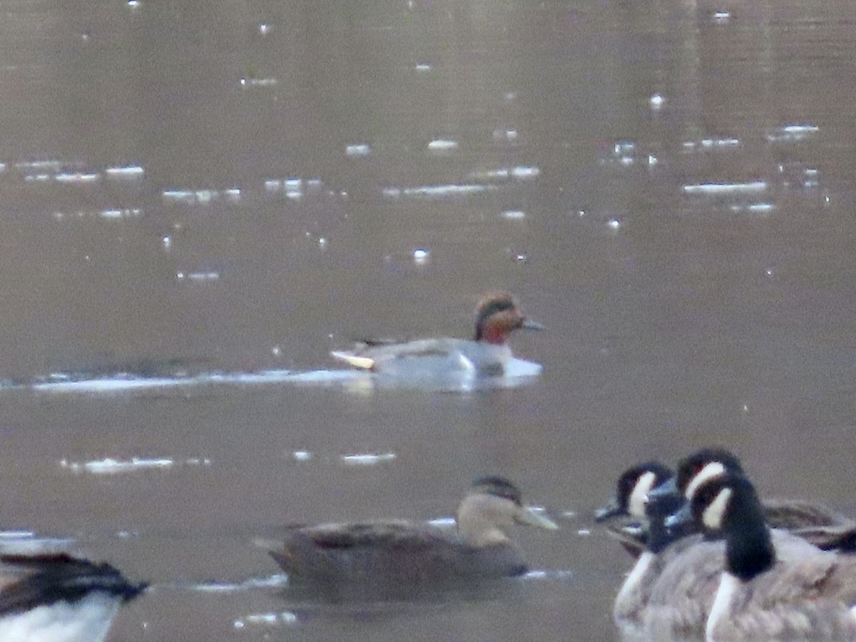 Green-winged Teal - ML646202785
