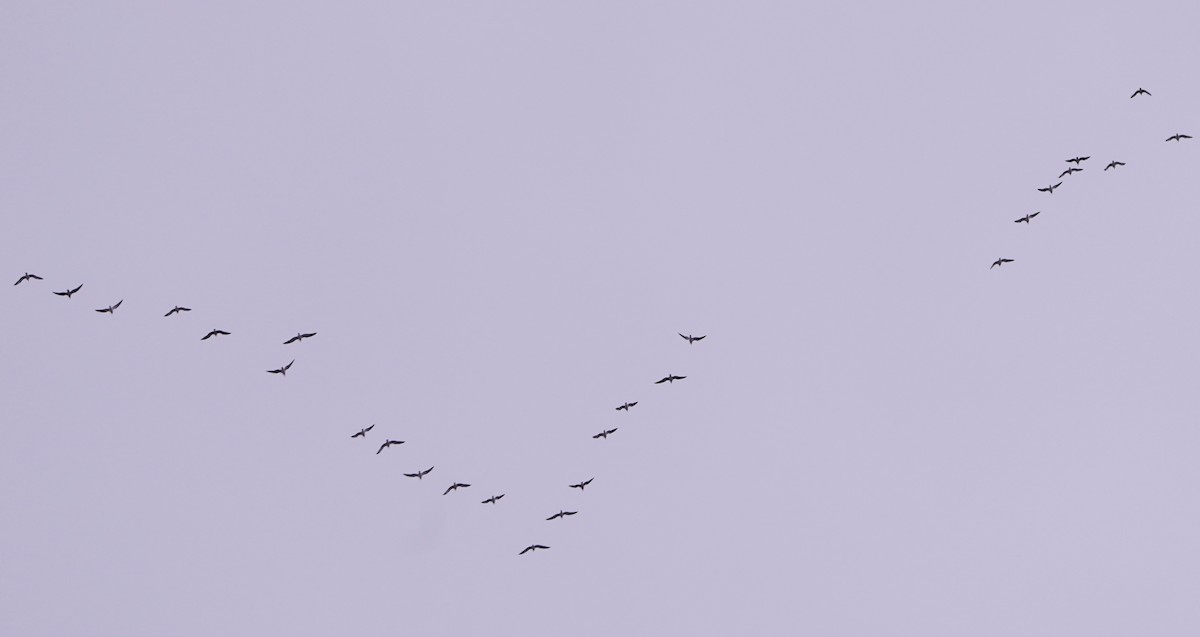 Kaio iluna - ML646202803