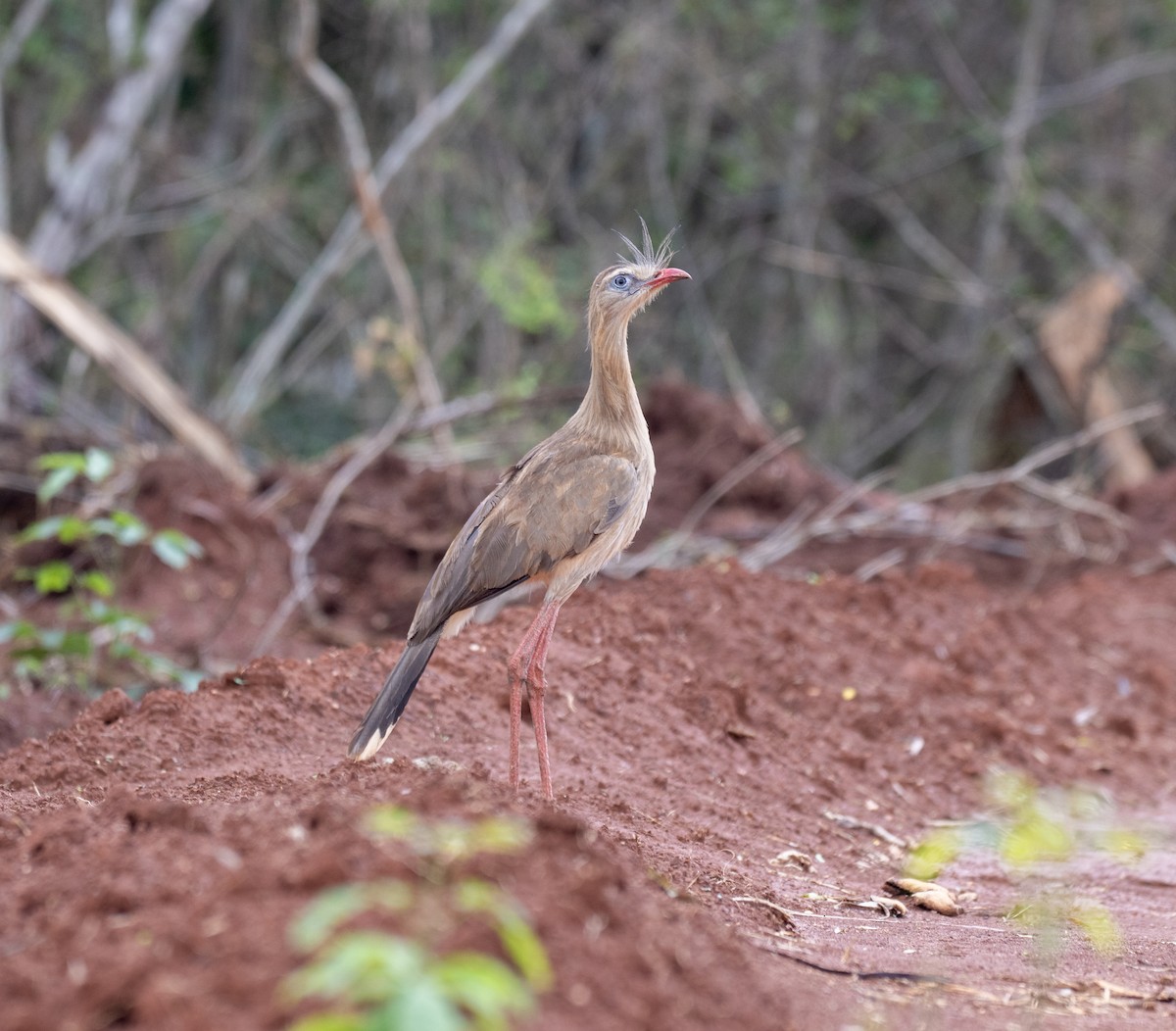 Red-legged Seriema - ML646202809