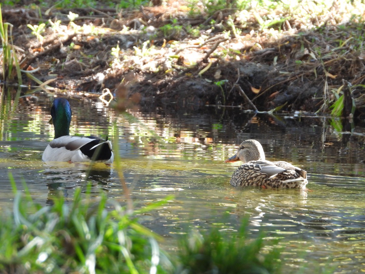 Mallard - ML646202821